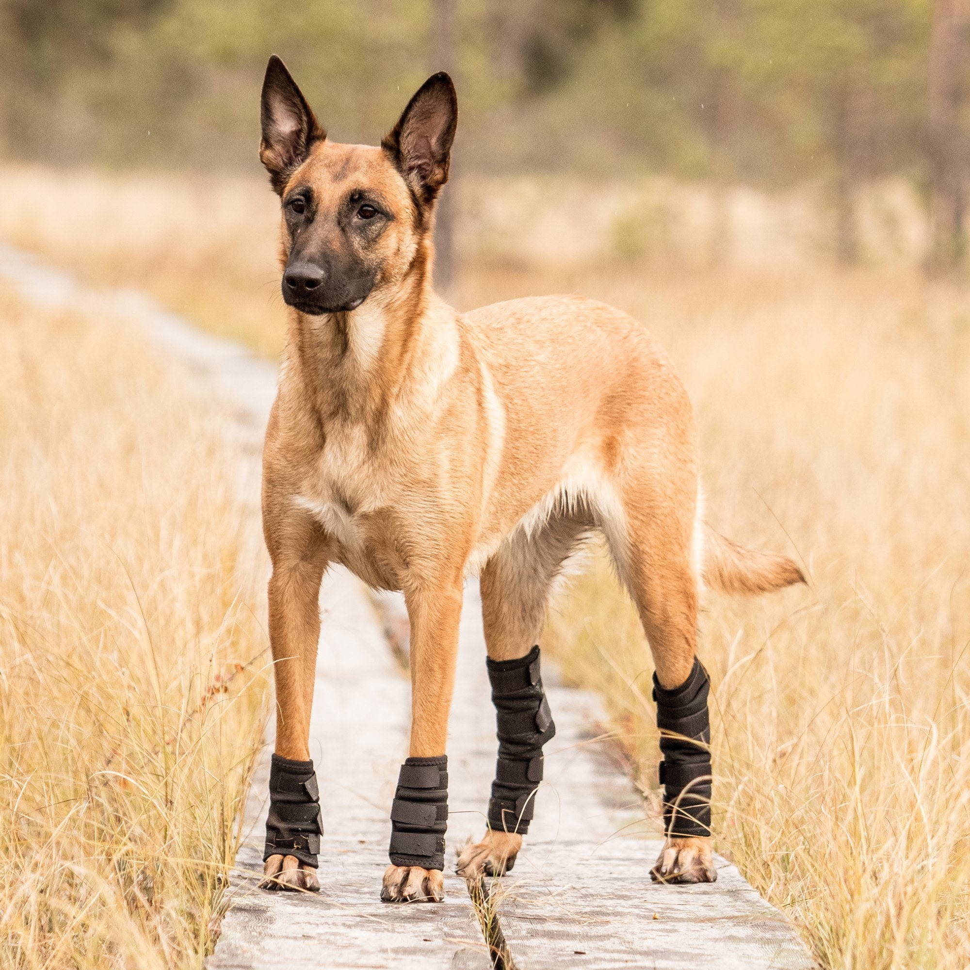 Hundhasskydd - Back on Track Sverige (5300161118363)